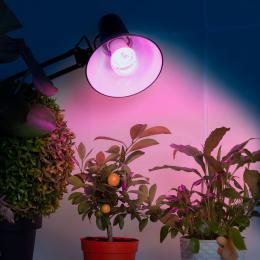 Лампа светодиодная для растений ЭРА E27 10W 1310K прозрачная Fito-10W-RB-E27 Б0050600  - 6 купить