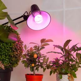 Лампа светодиодная для растений ЭРА E27 12W 1310K прозрачная Fito-12W-RB-E27 Б0050601  - 6 купить