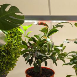 Подвесной светодиодный светильник для растений ЭРА Fito-14W-T5-Ra90 Б0049312  - 10 купить