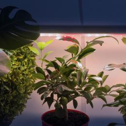 Подвесной светодиодный светильник для растений ЭРА Fito-18W-T5-Ra90 Б0049313  - 7 купить