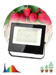 Прожектор светодиодный для растений ЭРА 100W 4000K Fito-100W-Ra90-Led Б0047876  - 2 купить